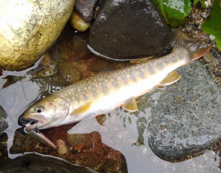 渓流で初のＷヒット！